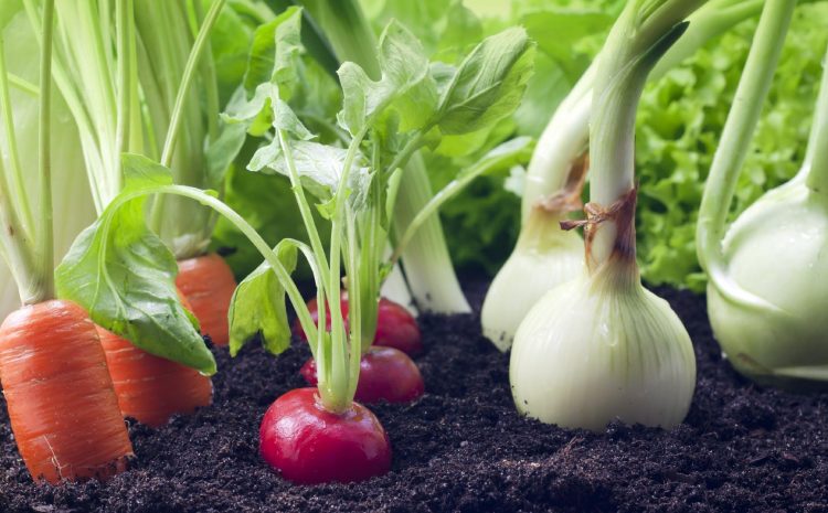  ¿Crisis alimentaria? 18 verduras que crecen en menos de 60 días